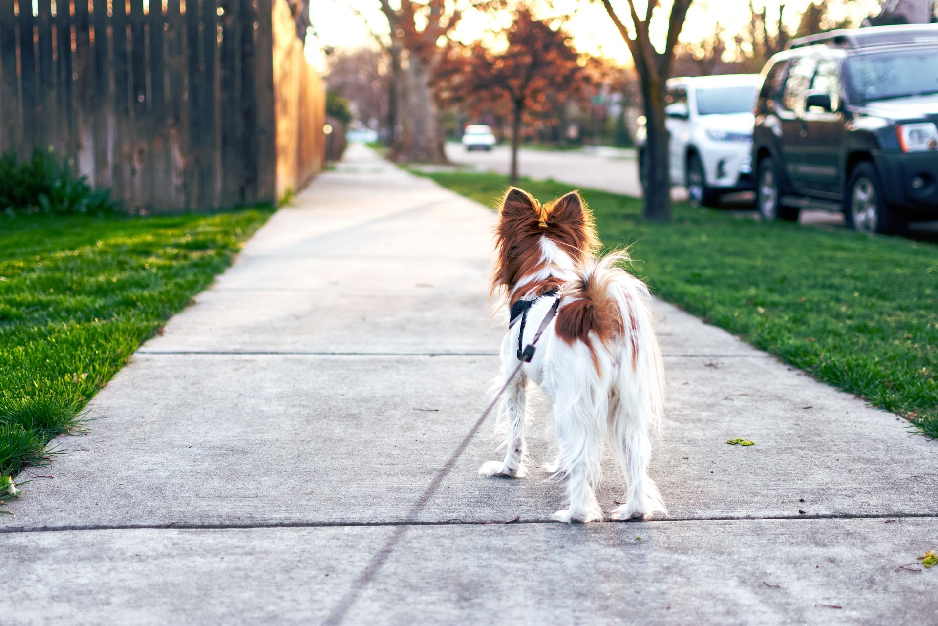 Hund an der Leine 