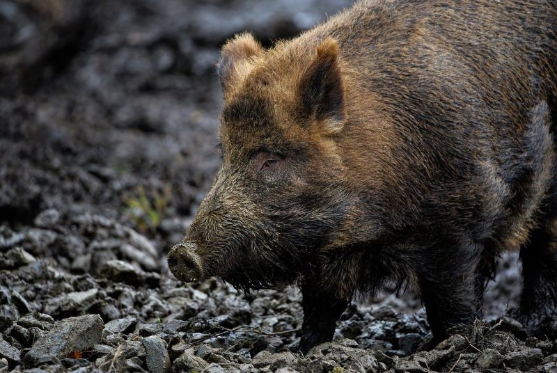 Ein Wildschwein im Wald