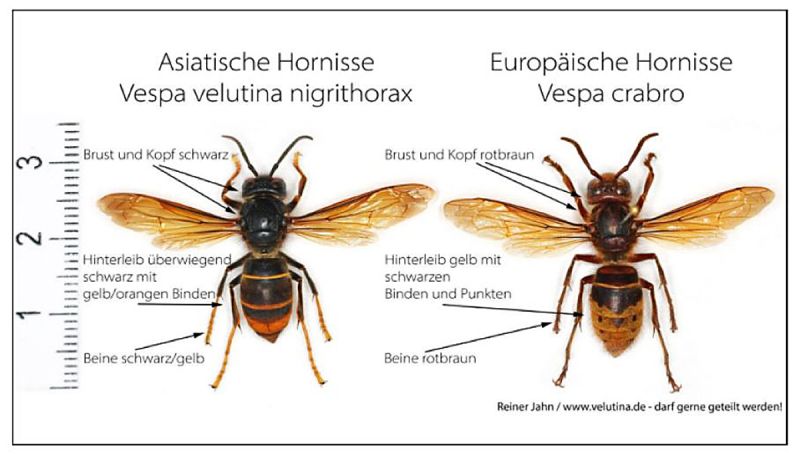 Vergleich asiatische Hornisse und europäische Hornisse